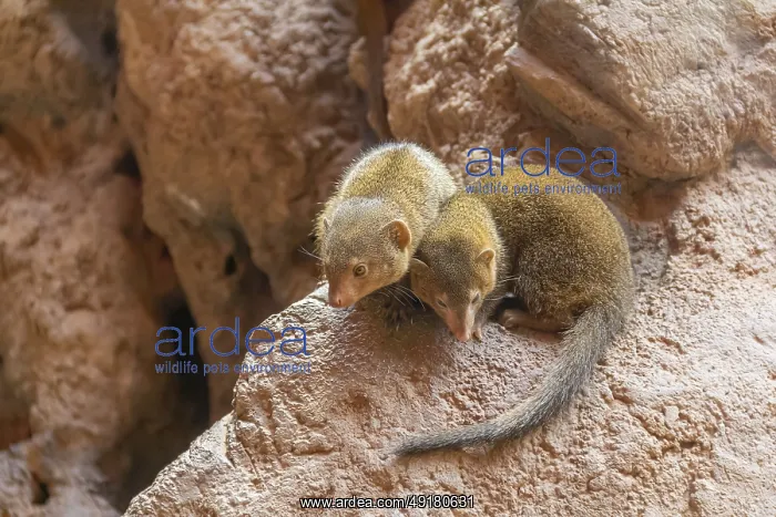  : Rock hyrax on rock formation in stony ambiance