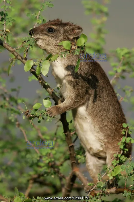 : Rock Hyrax - in tree : Rock Hyrax - in tree