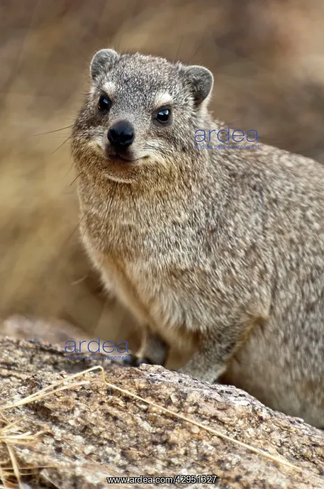 : Rock hyraxes - Portrait : Rock hyraxes - Portrait