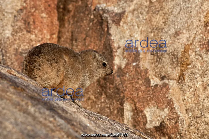 : Rock hyraxes - on rock : Rock hyraxes - on rock