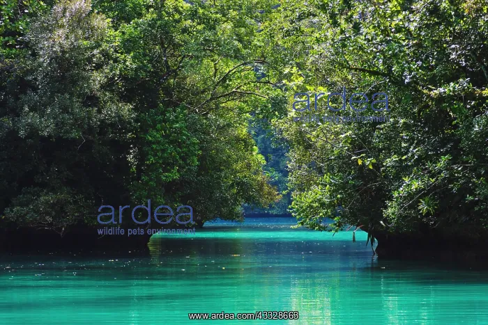 : Rock Islands, Palau : Rock Islands, Palau