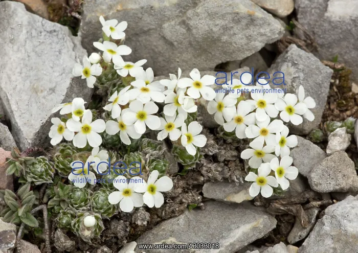  : Rock-jasmine Gran Sasso, Italy