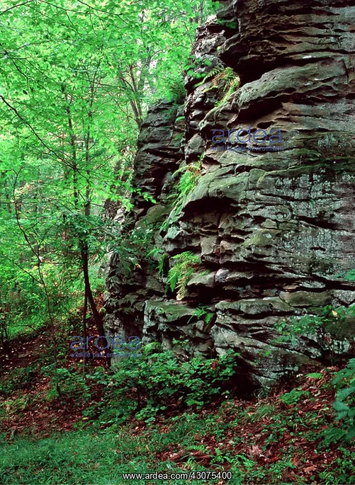 : Rock Ledge : Rock Ledge
