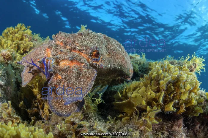 : Rock lobster (Scyllarides latus). El Hierro, Canary Islands : Rock lobster (Scyllarides latus). El Hierro, Canary Islands
