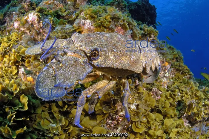 : Rock lobster (Scyllarides latus) on reef, El Hierro : Rock lobster (Scyllarides latus) on reef, El Hierro