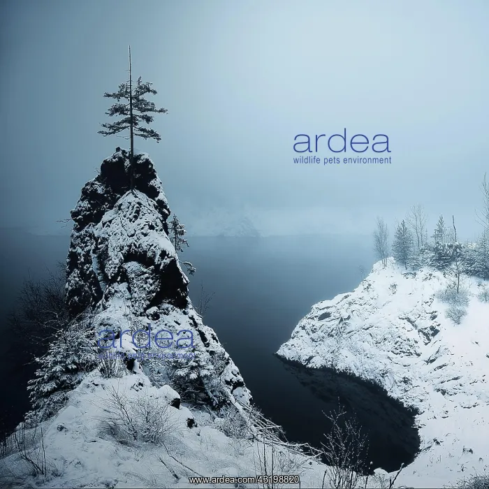 : Rock with lone tree and snow, Schmalwassertalsperre : Rock with lone tree and snow, Schmalwassertalsperre