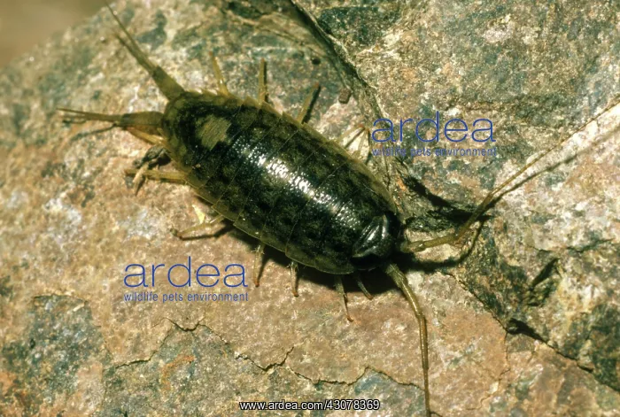 : Rock Louse : Rock Louse