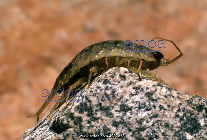 : Rock Louse : Rock Louse