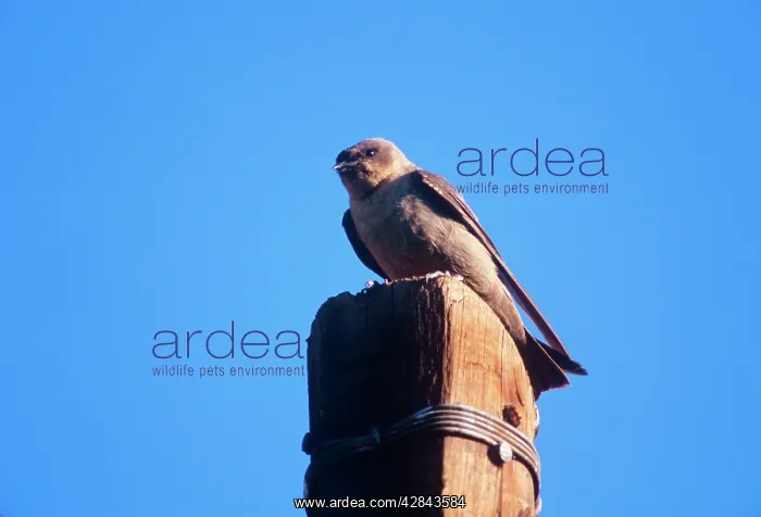 : Rock MARTIN - Perched on post : Rock MARTIN - Perched on post