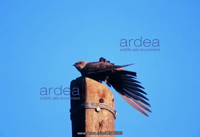 : Rock MARTIN - Perched on post and stretching wing : Rock MARTIN - Perched on post and stretching wing