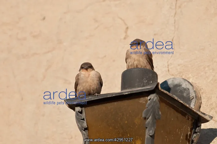 : Rock martins - perched on side of building : Rock martins - perched on side of building