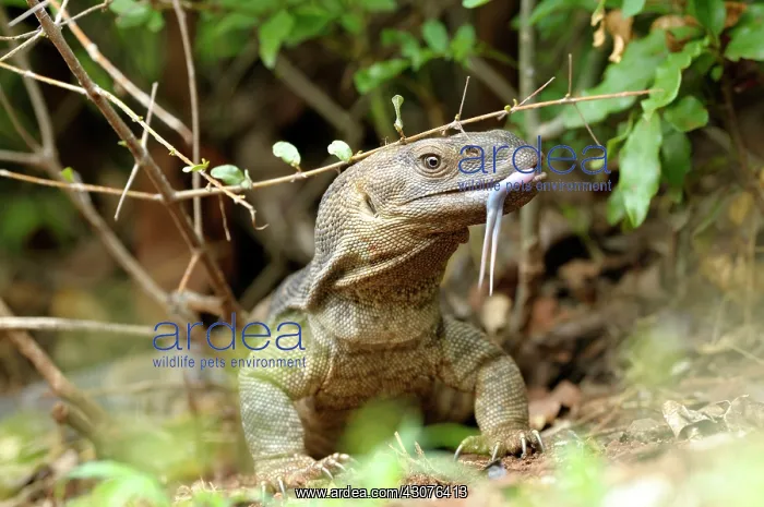 : Rock Monitor Lizard : Rock Monitor Lizard