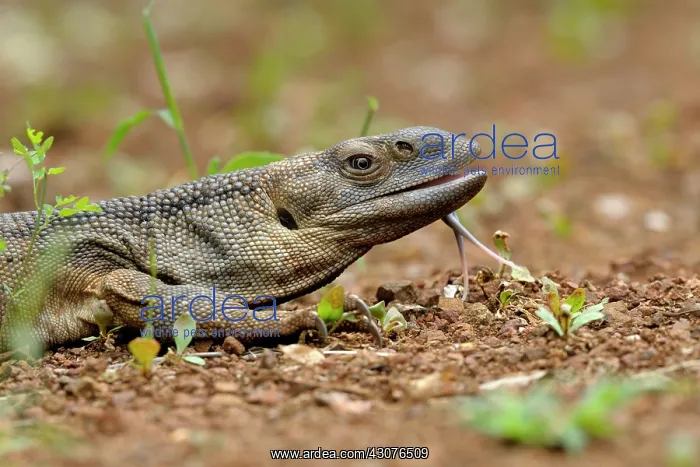 : Rock Monitor Lizard : Rock Monitor Lizard