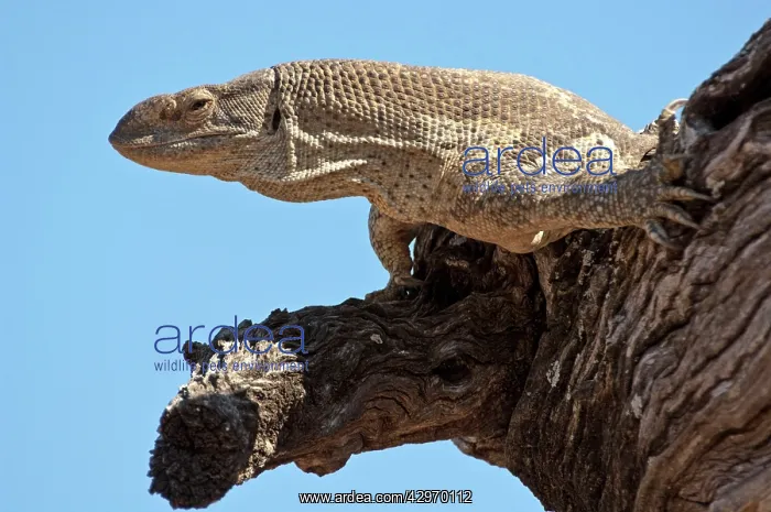 : Rock Monitor - on tree branch - close up of head and chest : Rock Monitor - on tree branch - close up of head and chest