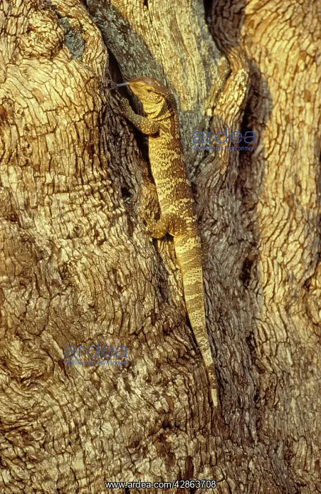 : Rock Monitor / White-throated Monitor - hunting in a tree : Rock Monitor / White-throated Monitor - hunting in a tree