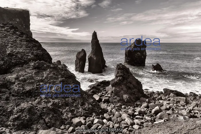 : Rock needles, cliff Valahnukur, peninsula Reykjanes : Rock needles, cliff Valahnukur, peninsula Reykjanes