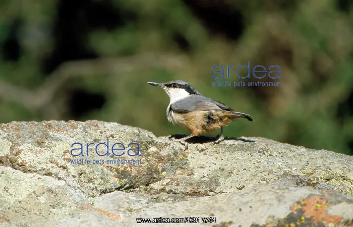 : Rock Nuthatch - on rock : Rock Nuthatch - on rock