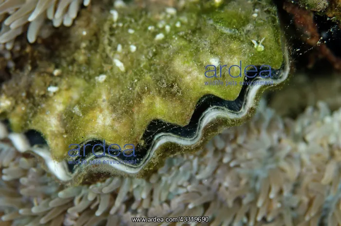 : Rock Oyster : Rock Oyster