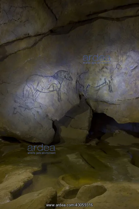 : Rock painting in the cave of Ekain in Cestona Spain : Rock painting in the cave of Ekain in Cestona Spain