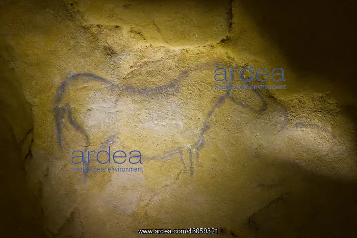 : Rock painting in the cave of Ekain in Cestona Spain : Rock painting in the cave of Ekain in Cestona Spain