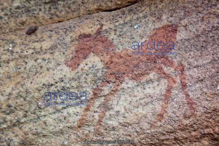  : Rock painting of zebra foal, Sevilla Rock