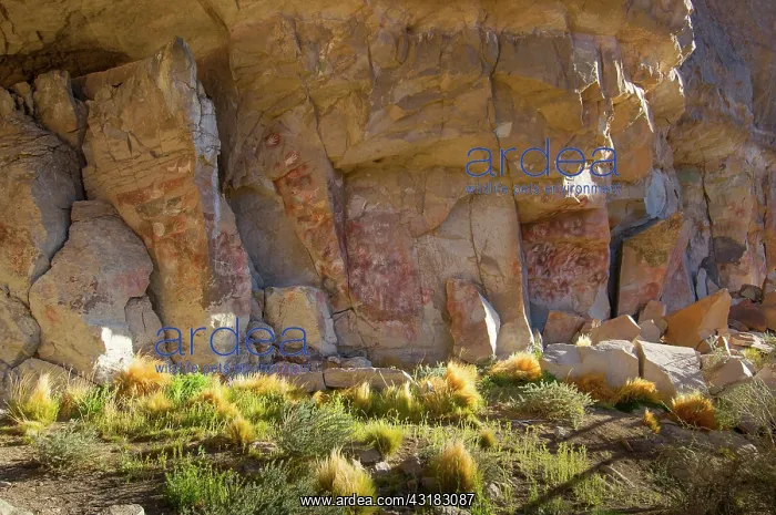 : Rock paintings in Cave of the Hands near Perito Moreno in Ar : Rock paintings in Cave of the Hands near Perito Moreno in Ar