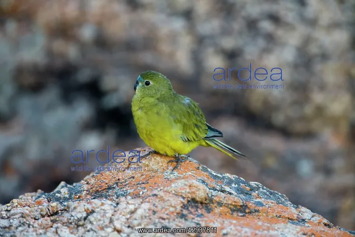 : Rock Parrot - on rocks at the beach : Rock Parrot - on rocks at the beach
