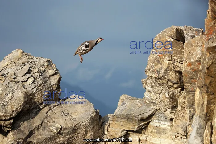 : Rock Partridge (Alectoris graeca) jumping on rock : Rock Partridge (Alectoris graeca) jumping on rock