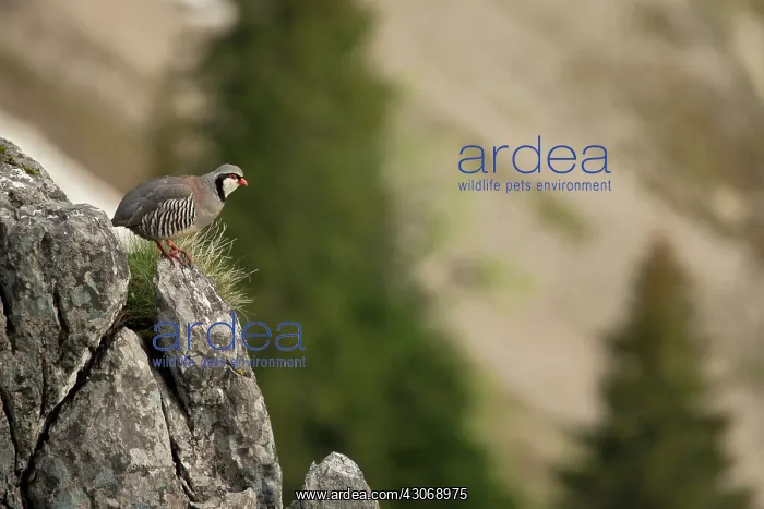 : Rock Partridge ( Alectoris graeca ) on rock, Alps : Rock Partridge ( Alectoris graeca ) on rock, Alps