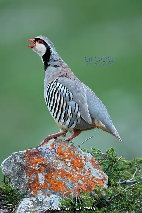 : Rock Partridge (Alectoris graeca) on rock, Alps : Rock Partridge (Alectoris graeca) on rock, Alps