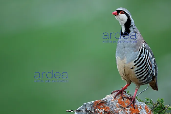 : Rock Partridge (Alectoris graeca) on rock, Alps : Rock Partridge (Alectoris graeca) on rock, Alps