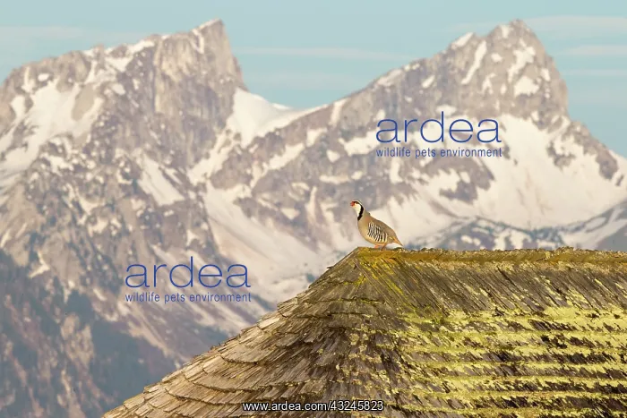 : Rock Partridge ( Alectoris graeca ) on a shingle : Rock Partridge ( Alectoris graeca ) on a shingle