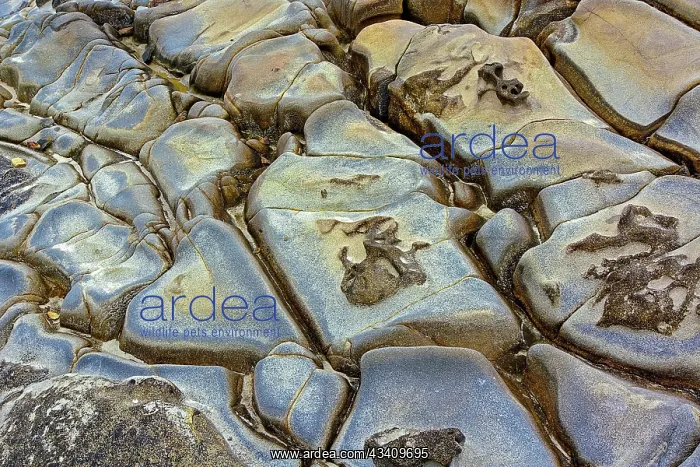: Rock pattern in eroded coastline, Shore Acres State : Rock pattern in eroded coastline, Shore Acres State