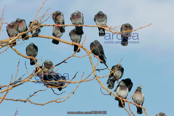  : Rock Pigeon