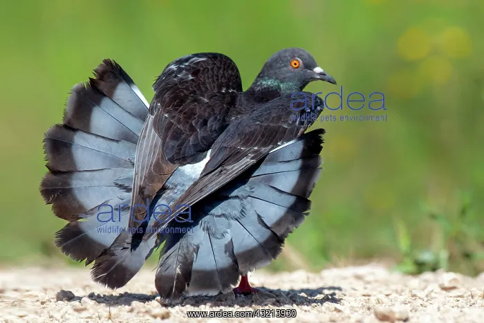 : Rock pigeon (Columba livia) on the ground doing : Rock pigeon (Columba livia) on the ground doing