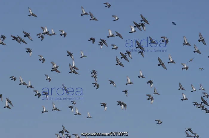 : Rock Pigeon Flock : Rock Pigeon Flock