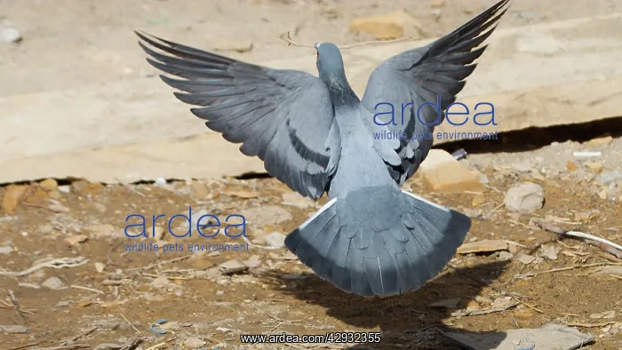 : Rock Pigeon / Rock Dove - In flight, with stick : Rock Pigeon / Rock Dove - In flight, with stick