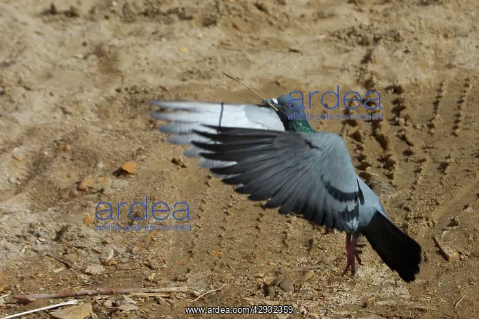 : Rock Pigeon / Rock Dove - In flight, with stick : Rock Pigeon / Rock Dove - In flight, with stick