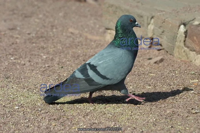  : Rock Pigeon  /  Rock Dove - On ground