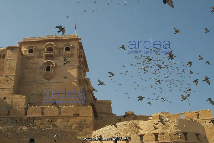 : Rock Pigeons / Rock Dove - Flock in flight : Rock Pigeons / Rock Dove - Flock in flight