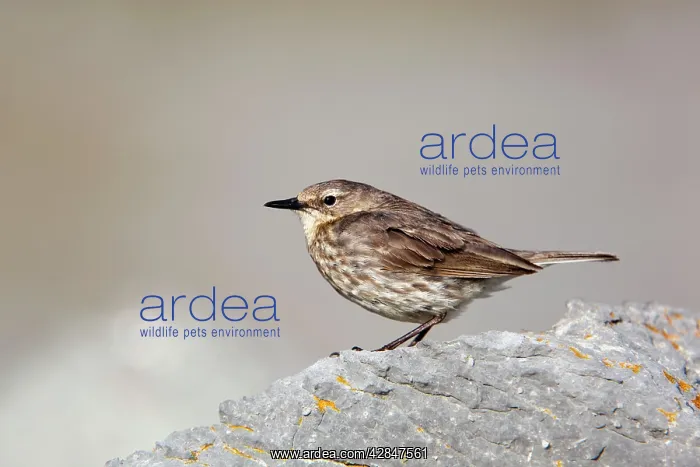 : Rock Pipit : Rock Pipit