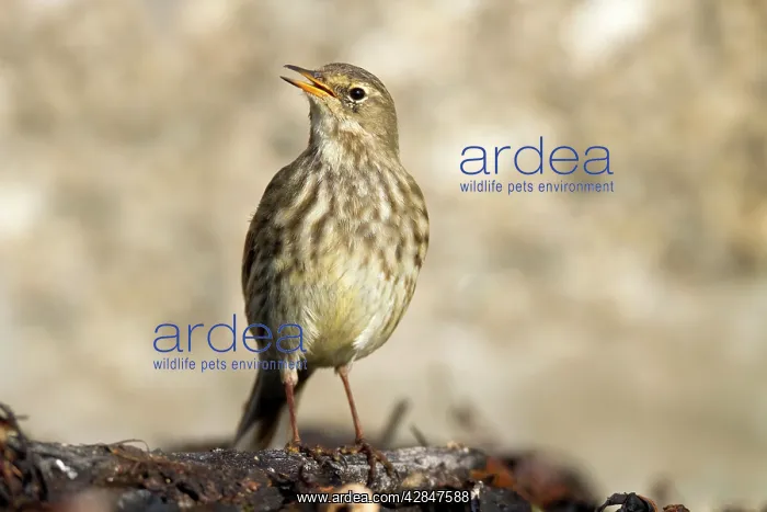 : Rock Pipit : Rock Pipit