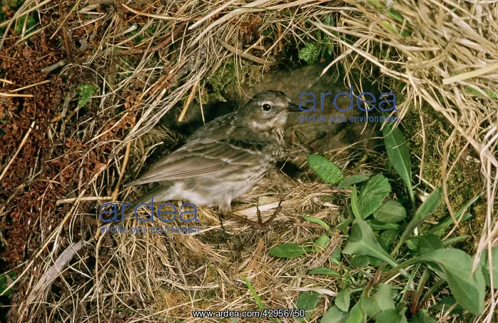  : Rock Pipit