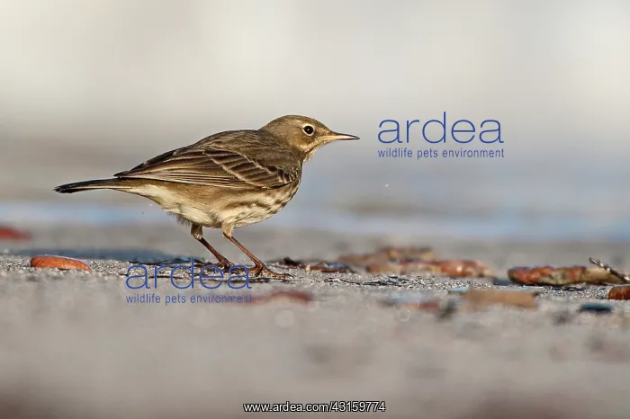 : Rock Pipit : Rock Pipit