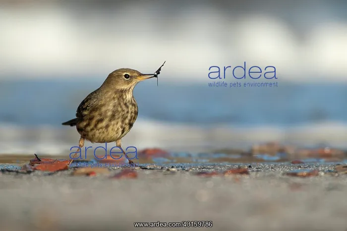 : Rock Pipit : Rock Pipit