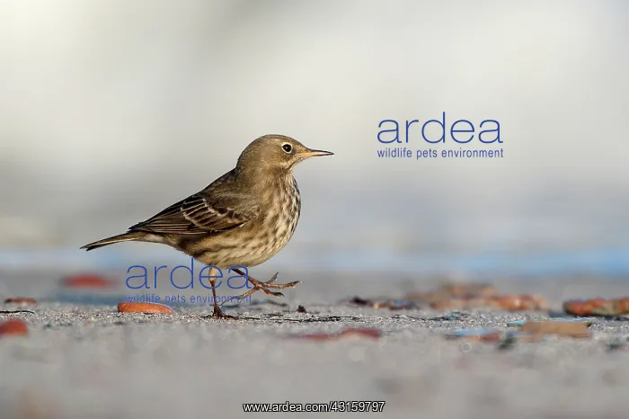 : Rock Pipit : Rock Pipit