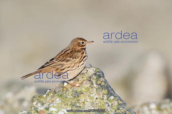  : Rock Pipit