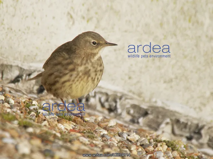 : Rock Pipit Anthus petrosus Abberton Resevoir, Essex : Rock Pipit Anthus petrosus Abberton Resevoir, Essex