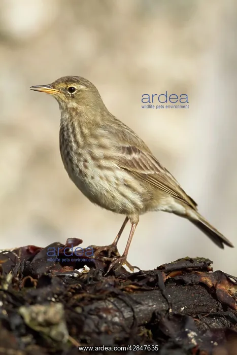 : Rock Pipit - coast : Rock Pipit - coast
