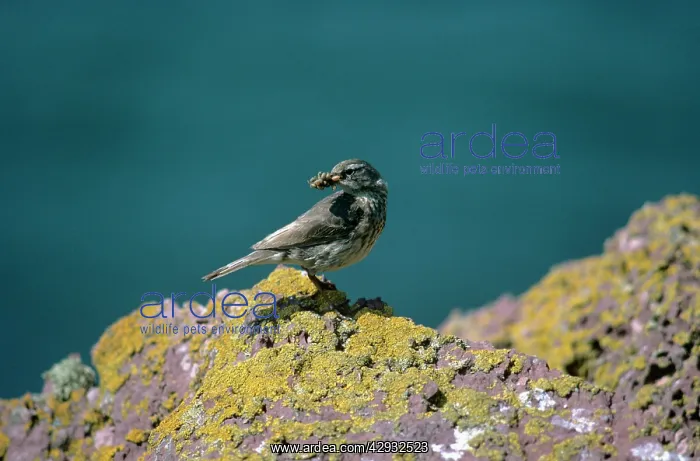 : ROCK PIPIT + FOOD IN BEAK : ROCK PIPIT + FOOD IN BEAK